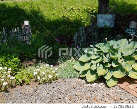 Lush summer garden 127828628