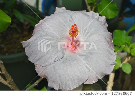 Hibiscus 127828667