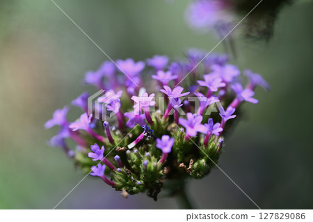 Yanagi Hanagasa 127829086