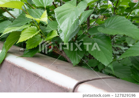 Strawberries grown in a planter 127829196
