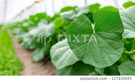 Close-up of lush green cucumber leaves in a greenhouse environment Close-up of lush green cucumber leaves in a greenhouse environment 127830085