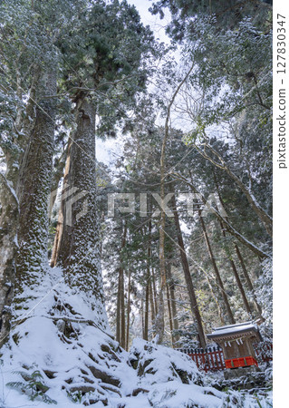 貴船神社：雪中的相生杉 127830347