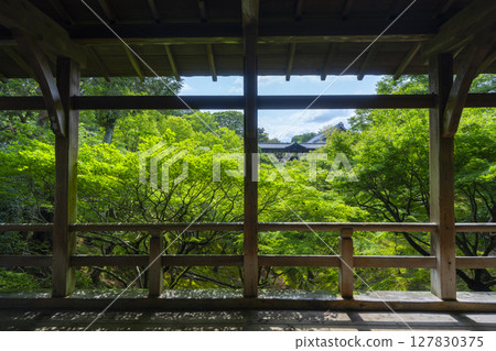 Tofukuji Temple in summer: Sengyokukan surrounded by green leaves as seen from Gaunkyo Bridge 127830375