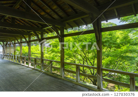 夏日的東福寺:從雲橋眺望被綠葉包圍的泉玉館 夏日的東福寺:從雲橋眺望被綠葉包圍的泉玉館 127830376