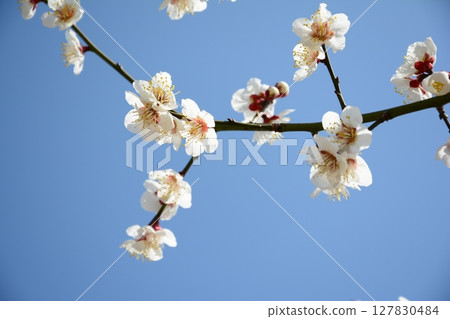White plum blossoms that shine in the blue sky 127830484