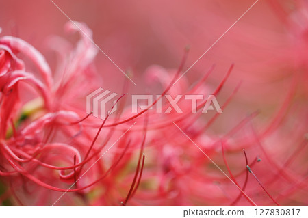 曼珠沙華 (Manjushage) 曼珠沙華是一種盛開的紅色花朵， 127830817