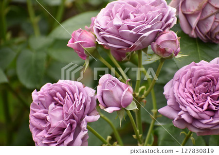 Purple spring roses 127830819