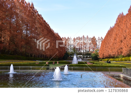 French-style garden and Metasequoia trees in autumn at Kanagawa Prefectural Sagamihara Park French-style garden and Metasequoia trees in autumn at Kanagawa Prefectural Sagamihara Park 127830868