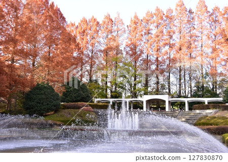 French-style garden and Metasequoia trees in autumn at Kanagawa Prefectural Sagamihara Park 127830870