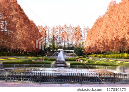 神奈川縣立相模原公園的秋季法式花園和水杉樹 神奈川縣立相模原公園的秋季法式花園和水杉樹 127830875