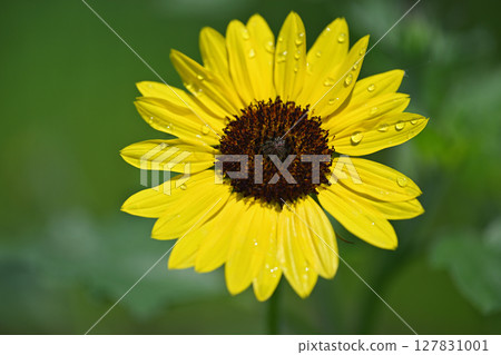 Dwarf sunflower Dwarf sunflower 127831001