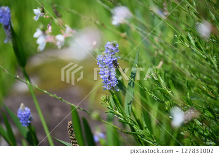 Carrot carrot Carrot carrot 127831002