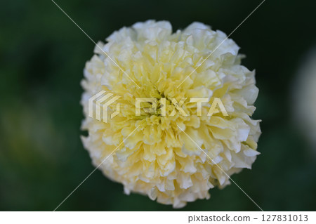 Marigold Marigold 127831013