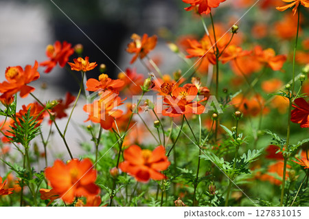  黃波斯菊 127831015