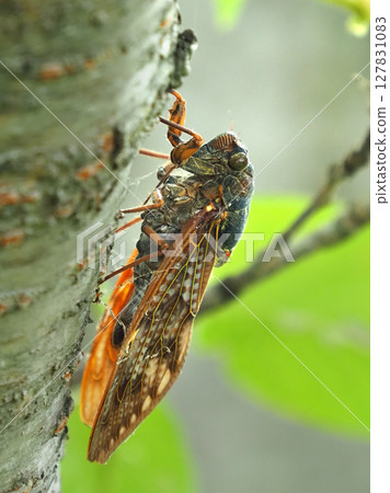 Summer vacation Summer image (Cicada/Brown cicada) 127831083
