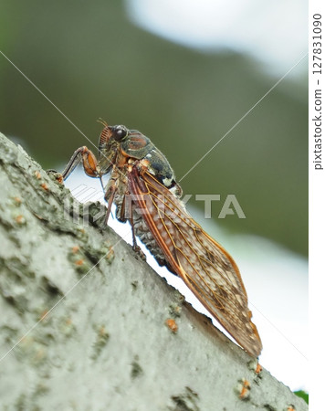 Summer vacation Summer image (Cicada/Brown cicada) 127831090