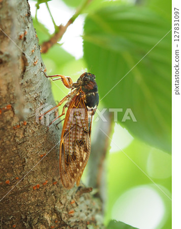 Summer vacation Summer image (Cicada/Brown cicada) 127831097