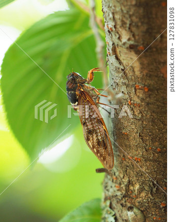 Summer vacation Summer image (Cicada/Brown cicada) Summer vacation Summer image (Cicada/Brown cicada) 127831098