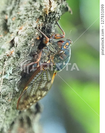 Summer vacation Summer image (Cicada/Brown cicada) Summer vacation Summer image (Cicada/Brown cicada) 127831099