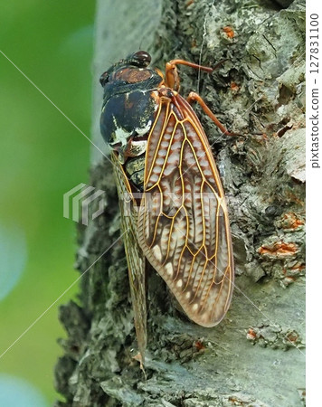 Summer vacation Summer image (Cicada/Brown cicada) 127831100