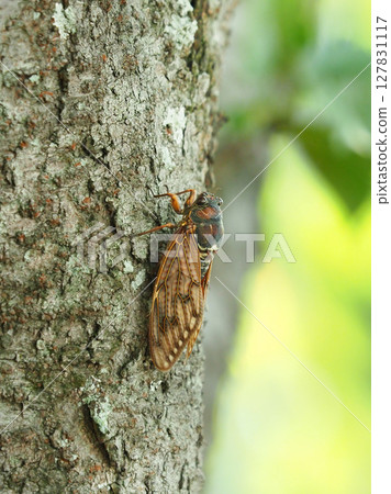 Summer vacation Summer image (Cicada/Brown cicada) 127831117