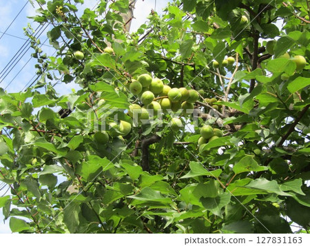 The large plums in our garden will soon be harvested. The large plums in our garden will soon be harvested. 127831163