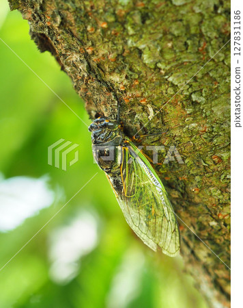 Summer vacation image (Kumazemi) Summer vacation image (Kumazemi) 127831186