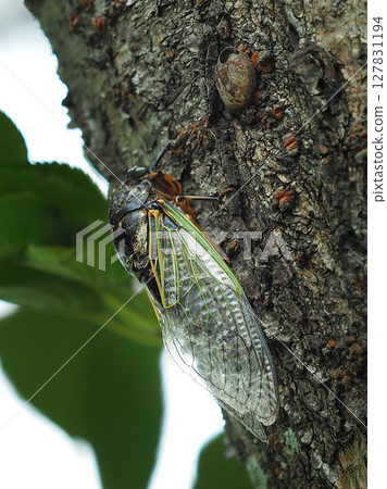 Summer vacation image (Kumazemi) Summer vacation image (Kumazemi) 127831194