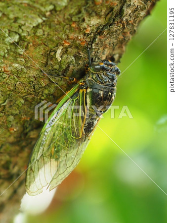 暑假形象（Kumazemi） 127831195