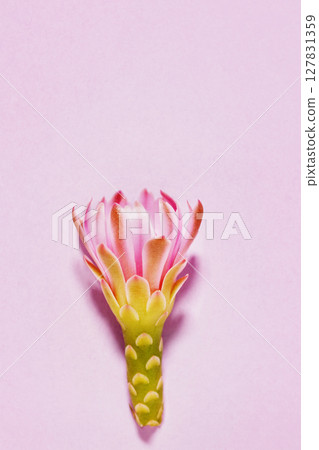Pink flower of chin cactus Pink flower of chin cactus 127831359