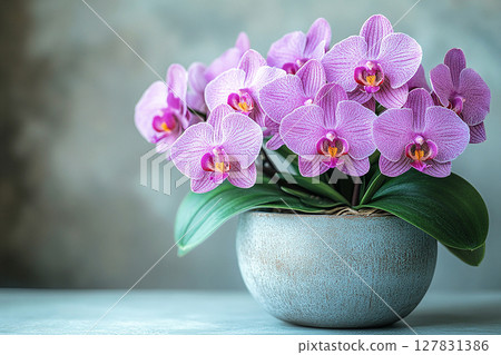 Home decor. Orchid with vibrant purple flowers on a white background. Houseplant in pot. Home decor. Orchid with vibrant purple flowers on a white background. Houseplant in pot. 127831386