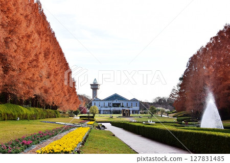 神奈川縣立相模原公園的秋季法式花園和水杉樹 神奈川縣立相模原公園的秋季法式花園和水杉樹 127831485