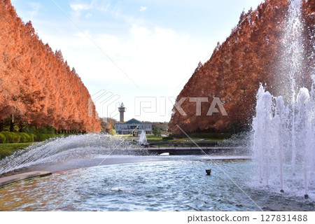 French-style garden and Metasequoia trees in autumn at Kanagawa Prefectural Sagamihara Park 127831488