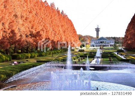 神奈川縣立相模原公園的秋季法式花園和水杉樹 神奈川縣立相模原公園的秋季法式花園和水杉樹 127831490