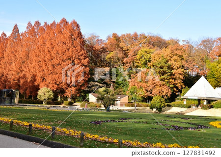 神奈川縣立相模原公園水杉林蔭道與紅葉 127831492
