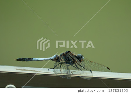 Dragonfly seen from the front 127831593