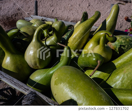 Vibrant Harvest of Gourds Amidst Colorful Blooms.  127831702