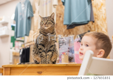 Caucasian little boy in a cat cafe.  Caucasian little boy in a cat cafe.  127831831