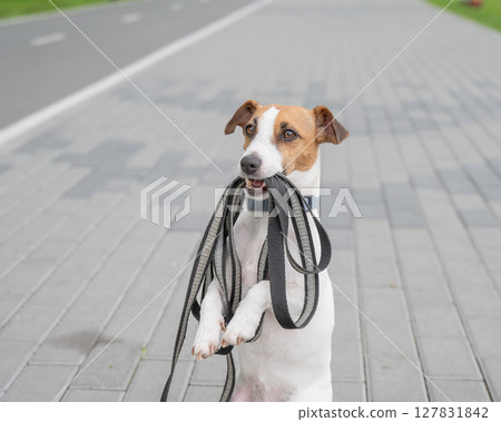 Playful Dog Excitedly Holding Leash in Its Mouth.  127831842