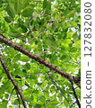 綠色的樹葉和樹枝 127832080