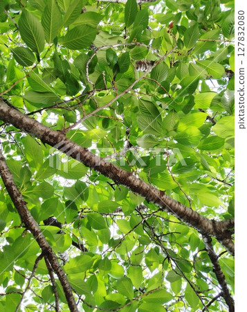 綠色的樹葉和樹枝 127832080