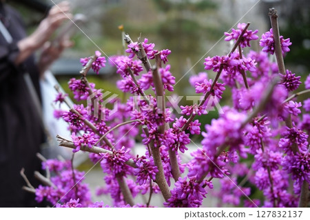 Blooming purple flowers 127832137