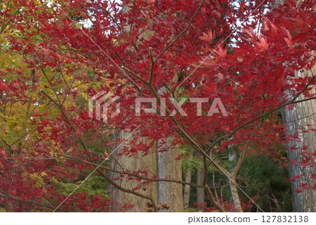 鮮紅的秋葉 127832138