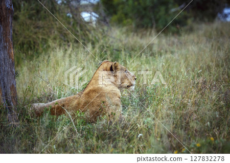African lion in Kruger National park, South Africa African lion in Kruger National park, South Africa 127832278