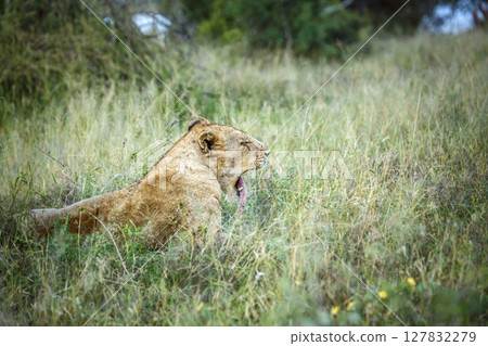 African lion in Kruger National park, South Africa African lion in Kruger National park, South Africa 127832279
