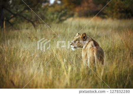 African lion in Kruger National park, South Africa African lion in Kruger National park, South Africa 127832280