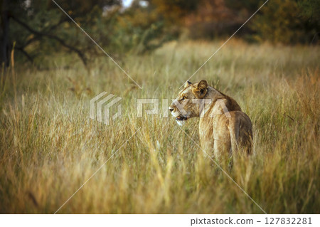 African lion in Kruger National park, South Africa 127832281