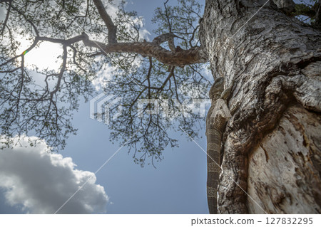 Rock monitor in Greater Kruger National park, South Africa 127832295