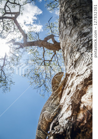 Rock monitor in Greater Kruger National park, South Africa 127832301