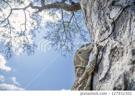 Rock monitor in Greater Kruger National park, South Africa 127832302